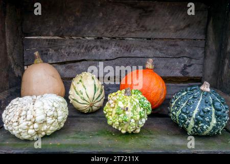 A selection of various Gourds in a Wooden Enclosure Stock Photo