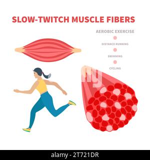Slow twitch red muscle fiber type illustration Stock Vector