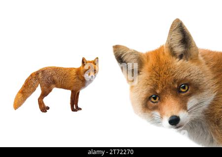 fox isolated on white background Stock Photo