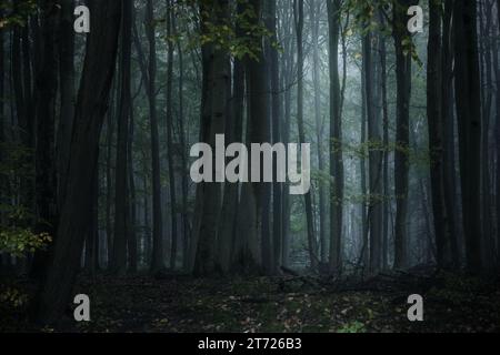 Dark misty forest with tall gray tree trunks and low pale light, spooky natural landscape in the wilderness, copy space, selected focus, narrow depth Stock Photo