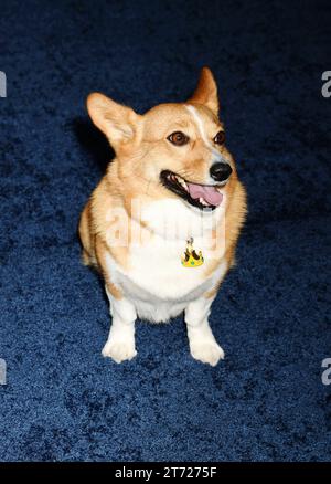 Los Angeles, California, USA. 12th Nov, 2023. Ziggy attends the premiere of Netflix's 'The Crown' Season 6 Part 1 at Regency Village Theatre on November 12, 2023 in Los Angeles, California. Credit: Jeffrey Mayer/Jtm Photos/Media Punch/Alamy Live News Stock Photo