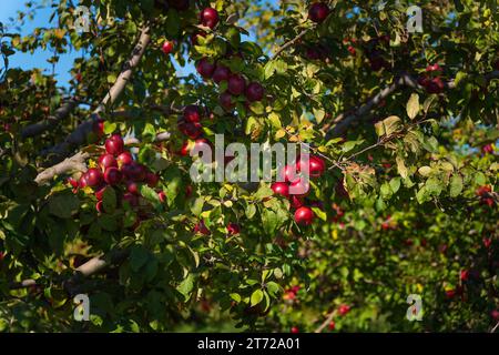 Many natural red apples hanging from the branches of trees in the apple orchard. Apple orchard on a sunny day Stock Photo