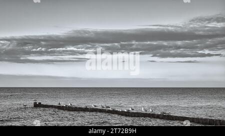 Seagulls on a groyne in the Baltic Sea in black and white. Waves and blue sky. Coast by the sea. Animal photo Stock Photo