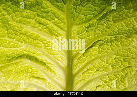 Texture of raw savoy cabbage leaf with view of cribro-vascular bundles against the light. Background of green savoy cabbage leaf Stock Photo