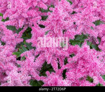 Background of pink flower. Astilba pink flowers,  close-up. Concept of nature. Stock Photo