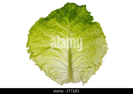 Raw cabbage leaf with view of cribro-vascular bundles in backlight isolated on white with clipping path included. Texture of green savoy cabbage leaf Stock Photo