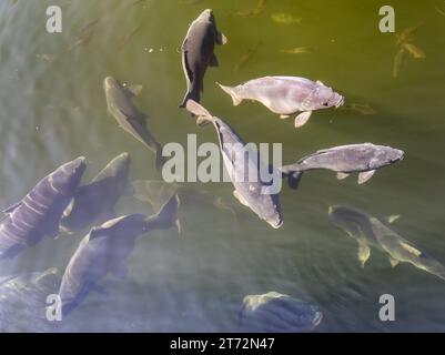 flock of carp in the pond, Eurasian or European common carp in latin,  Cyprinus carpio, variant without scales Stock Photo