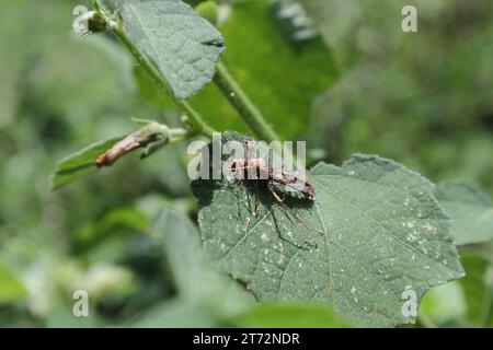 Caesar weed (Urena lobata Stock Photo - Alamy