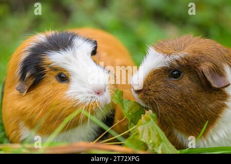 Portrait of two beautiful guinea pigs eating in the garden, cloudy day in springtime, Vienna (Austria) Stock Photo