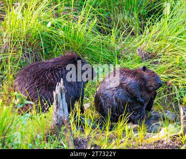 Beaver couple grooming each other while displaying their body, head, eye, nose, tail, paws and wet fur in their environment and habitat surrounding. Stock Photo