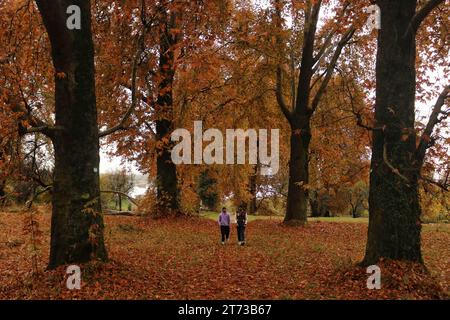 Srinagar, India. 10th Nov, 2023. November 10, 2023, Srinagar Kashmir, India : Visitors walk at the Mughal Garden covered with fallen leaves of mighty Chinar trees in Nishat at Srinagar. Autumn colors are reaching their peak with trees, particularly Chinar, changing their colors as the days are becoming shorter. On November 10, 2023, Srinagar Kashmir, India. (Photo By Firdous Nazir/Eyepix Group/Sipa USA) Credit: Sipa USA/Alamy Live News Stock Photo