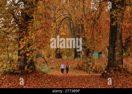 Srinagar, India. 10th Nov, 2023. November 10, 2023, Srinagar Kashmir, India : Visitors walk at the Mughal Garden covered with fallen leaves of mighty Chinar trees in Nishat at Srinagar. Autumn colors are reaching their peak with trees, particularly Chinar, changing their colors as the days are becoming shorter. On November 10, 2023, Srinagar Kashmir, India. (Photo By Firdous Nazir/Eyepix Group/Sipa USA) Credit: Sipa USA/Alamy Live News Stock Photo