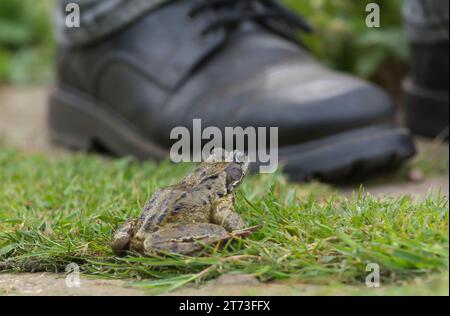 Common Frog crossing a garden path next to mans feet, May Stock Photo