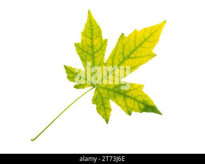 Maple tree autumn yellow green leaf isolated on white background. Acer fall foliage. Stock Photo