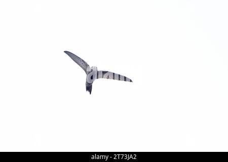 Pallid Swift (Apus pallidus) Winterton Norfolk November 2023 Stock Photo