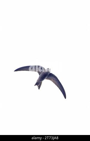 Pallid Swift (Apus pallidus) Winterton Norfolk November 2023 Stock Photo