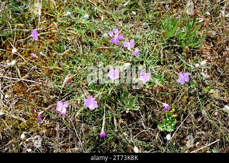 Clavel silvestre (Dianthus gallicus or Dianthus monspeliacus gallicus) is a perennial plant native to Atlantic coasts of Spain and France. This photo Stock Photo