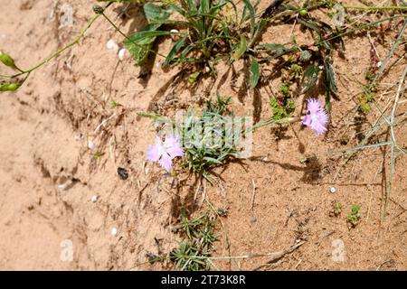 Clavel silvestre (Dianthus gallicus or Dianthus monspeliacus gallicus) is a perennial plant native to Atlantic coasts of Spain and France. This photo Stock Photo