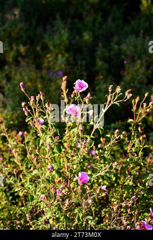 Cistus incanus for some authors it is a hybrid between Cistus albidus and Cistus crispus and for others is a syninym of Cistus creticus. This photo wa Stock Photo