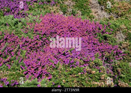 Bell heather (Erica cinerea) is a shrub native to western Europe, from northern Spain to southern Norway. This photo was taken in Ribadeo, Lugo, Galic Stock Photo