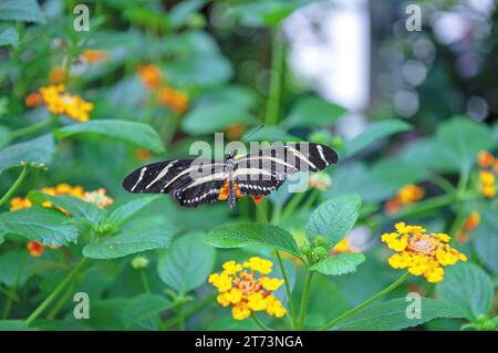 Tropical butterfly Heliconius charithonia, zebra longwing or zebra heliconian sitting on a bright yellow flower Lantana camara Stock Photo