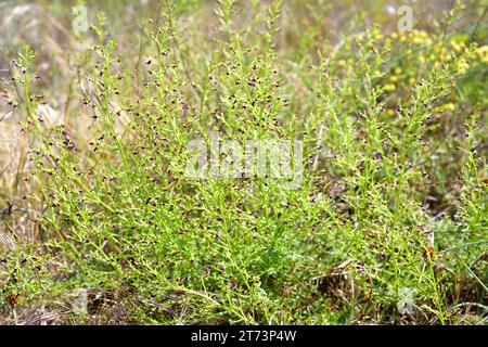 Ruda canina (Scrophularia canina) is a perennial herb native to Mediterranean Basin and Portugal. This photo was taken in Pals, Girona, Catalonia, Spa Stock Photo
