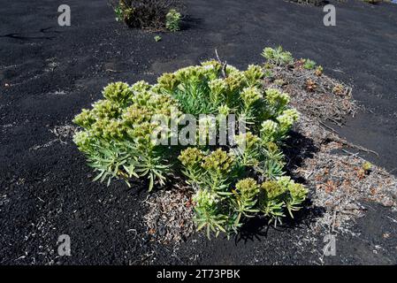 Arrebol (Echium brevirame) is a shrub endemic to La Palma. This photo was taken in Fuencaliente, La Palma, Canary Islands, Spain. Stock Photo