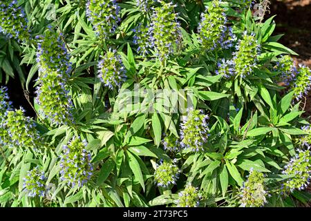 Taginaste azul de Gran Canaria (Echium callithyrsum) is a shrub endemic to Gran Canaria, Canary Islands, Spain. Stock Photo