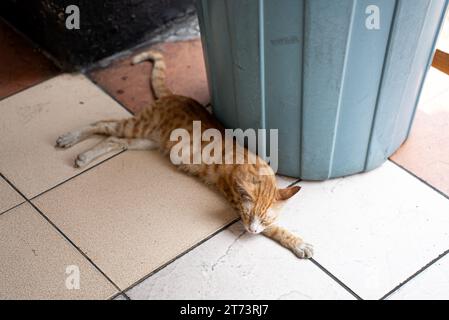 Stray wild cat in Indonesia. White and orange ginger colored furred animal. Kucing oren tiduran di lantai. Stock Photo