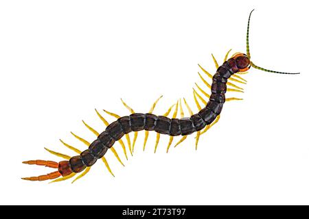 Scolopendra cingulata, also known as Megarian banded centipede, and the Mediterranean banded centipede. Isolated on white Stock Photo