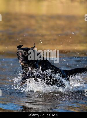 Black Lab running through the water while duck hunting Stock Photo