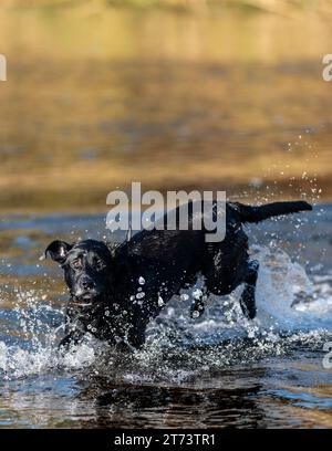 Black Lab running through the water while duck hunting Stock Photo