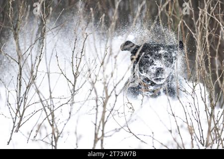 A Black Labrador Retriever in the snow while hunting Pheasants in North Dakota Stock Photo