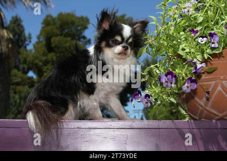 Chihuahua, Longhaired sitting on a purple bench next to a pot of flowers. Blue sky and trees in background Stock Photo