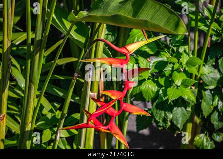 Red, yellow fleshy blossom, Heliconia flower, against a green background.  Ubud, Bali Stock Photo