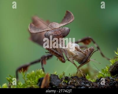 close-up of dead leaf mantis (Deroplatys desiccata) that has just eaten the head of a house cricket it captured Stock Photo