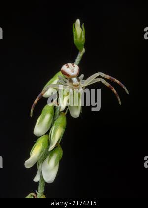 A beautiful, tiny male goldenrod crab spider (Misumena vatia) climbing on a small flowering plant Stock Photo