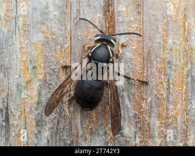 dorsal view of a bald faced hornet (Dolichovespula maculata) resting on a wooden fence Stock Photo