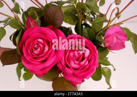 a bouquet of various red roses with green leaves in a vase, close up image Stock Photo