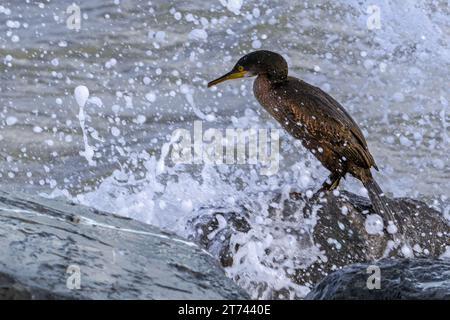 Wave crashing over European shag / common shag (Gulosus aristotelis / Phalacrocorax aristotelis) resting on rock along the North Sea coast in autumn Stock Photo