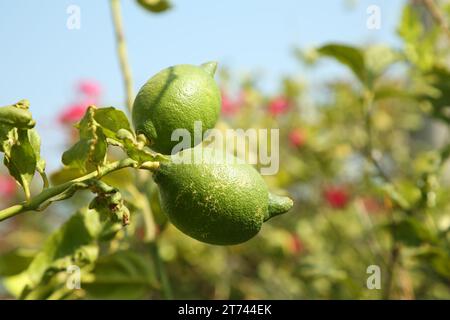 Unripe green lemons growing on tree outdoors, space for text. Citrus fruit Stock Photo