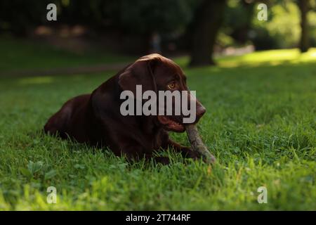 Adorable Labrador Retriever dog with stick lying on green grass in park Stock Photo