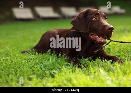 Adorable Labrador Retriever dog with tree branch lying on green grass in park, space for text Stock Photo