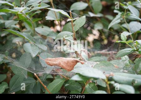 Privet, Wild privet, common privet or European privet(Ligustrum vulgare) Stock Photo