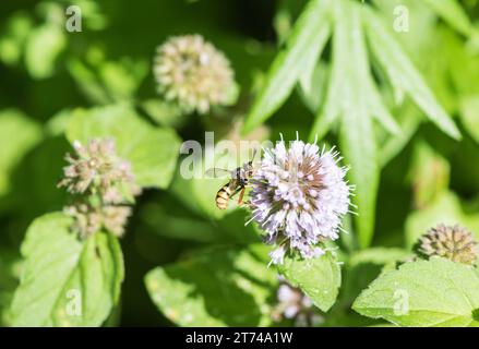 Foraging Four-banded Bee-grabber (Conops quadrifasciatus) Stock Photo