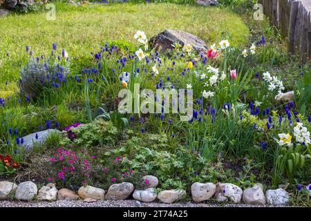 spring flowers in the garden - narcissus, tulips, hyacinth flowers Stock Photo