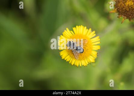 A Leafcutter Bee (Megachile sp.) feeding on Fleabane Stock Photo