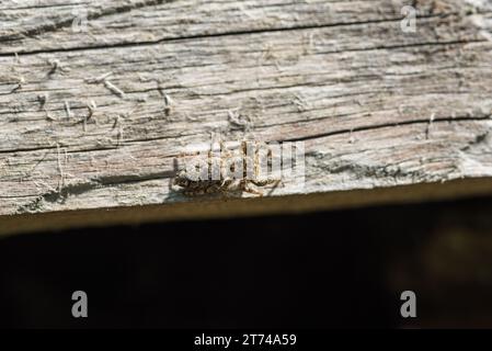 Fencepost Jumping Spider (Marpissa muscosa) on a wooden fence Stock Photo