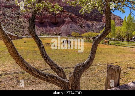 Horses grazing in the lush pastures of Capital Reef national park Stock Photo