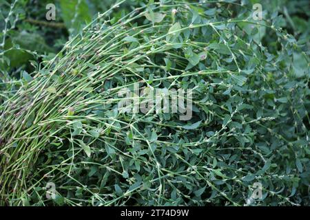 Polygonum aviculare grass grows in the wild Stock Photo